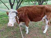 گاو نر, Simmental cattle — عکس 3