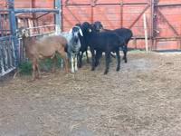 قوچ, Hissar sheep — عکس 1