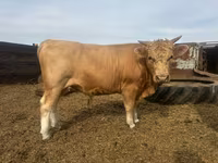 Bik, Simmental cattle — fotografija 4