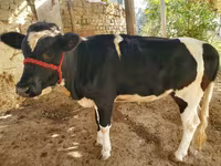 Toro, Bovini — foto 2