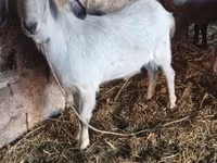 بز ماده, بز — عکس 1