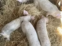 Knur, Świnie — zdjęcie 2
