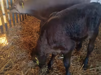 Toro, Simmental cattle — foto 6
