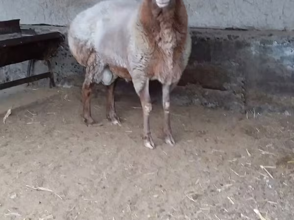 Berbec, Edilbay sheep