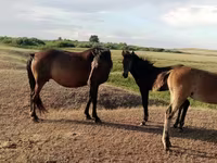 Faras dhaddig, Horses — sawirka 2