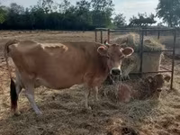 Vache, Race Jersey — photo 3