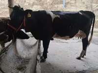 Krowa, Russian Black pied cattle — zdjęcie 1