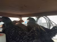 Chickens — fotografija 8