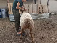 Ovce (šarže, pohlaví neuvedeno), Arashan sheep — foto 7