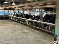 โคเนื้อ (เป็นล็อต, ไม่ระบุเพศ), Russian Black pied cattle — รูปภาพ 2