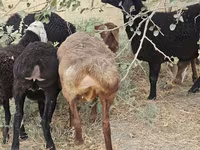 بھیڑ, بھیڑیں — تصویر 4