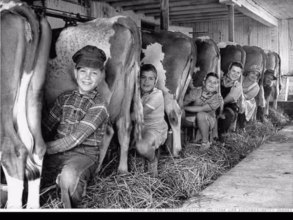 Cow, Simmental cattle
