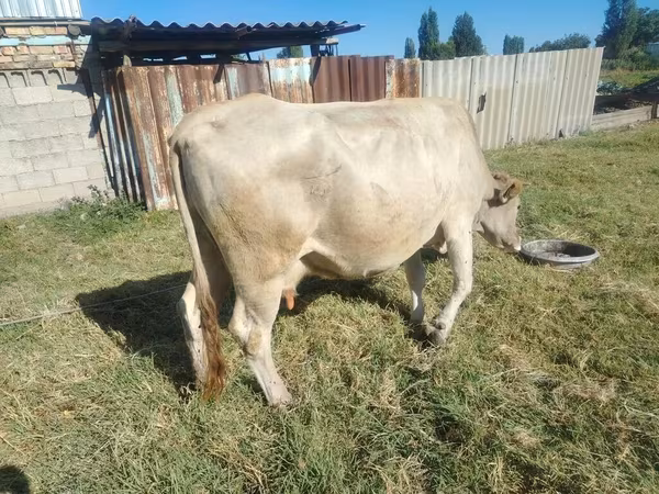 母牛, Simmental cattle