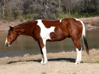 اسب نر, National Show Horse — عکس 2