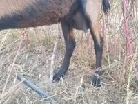 Capra, Alpine goat — foto 3