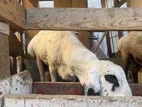 Montone, Pecore — foto 1