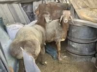 Kos, Arashan sheep — 1. fotó