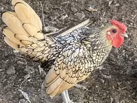 Chickens — photo 3