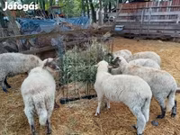 Խոյ, Ոչխարներ — լուսանկար 4