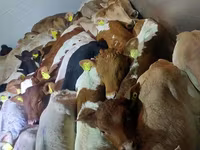 ثور, Simmental cattle — الصورة 4