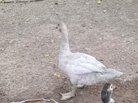 Ducks — รูปภาพ 3