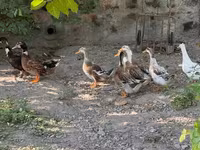 Ducks — عکس 1