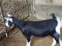 Ешкі, Alpine goat — 5-сурет