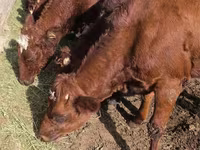Cow, Swiss cattle — photo 4