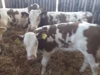 ІҚМ (топ, жынысы көрсетілмеген), Simmental cattle — 2-сурет