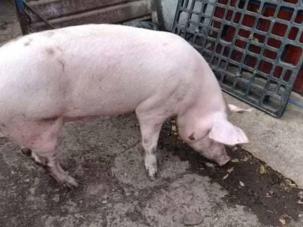 Boar, 