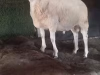 قوچ, گوسفند — عکس 1