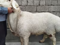 قوچ, گوسفند — عکس 1