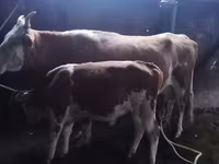 گاو ماده, Latvian Blue cattle — عکس 7