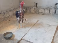 Chickens — 사진 2
