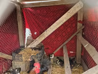 Chickens — รูปภาพ 3