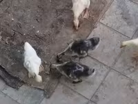 Geese — fotografija 3