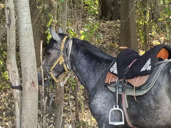 Cheval, Orlov Trotter