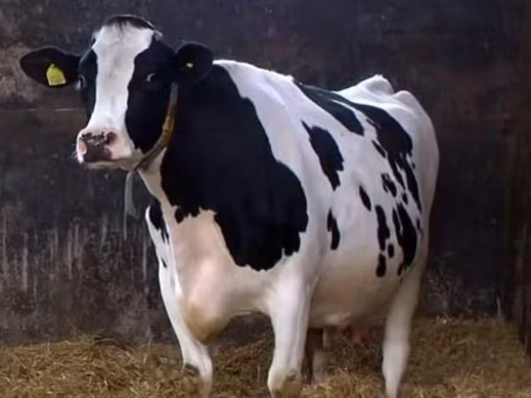 گائے, Kholmogory Cattle — روس
