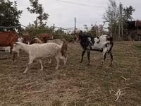 بز نر, Nubian Goat — عکس 4