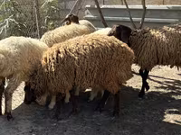 میش, گوسفند — عکس 2