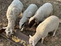 Ido, Sheep — sawirka 1