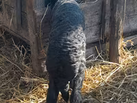 የጎትት አውራ በግ, Sheep — ፎቶ 4