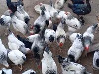 Chickens — รูปภาพ 4