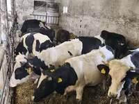 گاو نر, Russian Black pied cattle — عکس 3