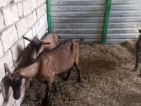 بز ماده, Alpine goat — عکس 3