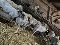 میش, گوسفند — عکس 6
