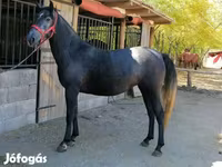 Kuda jantan, Horses — foto 4