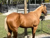 Kůň, Quarter Horse — foto 1