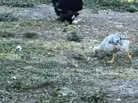 Chickens — foto 3