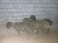 Ovce, Ovce — foto 1